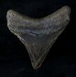 Posterior Megalodon Tooth - North Carolina #19856-2